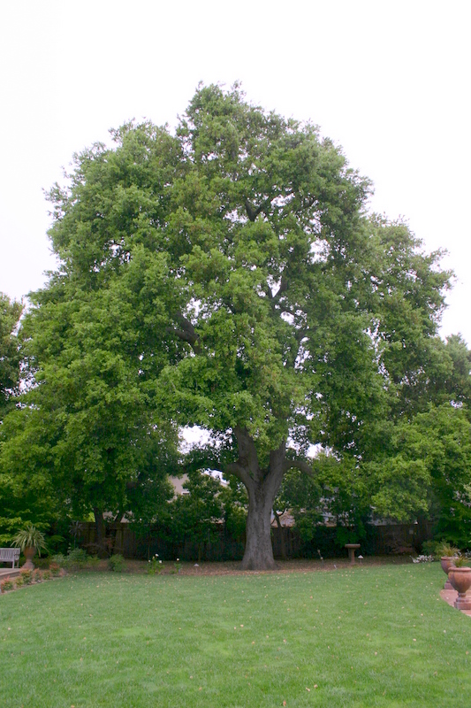 Valley Oak